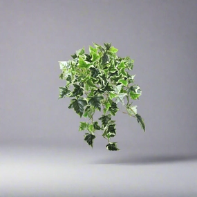 Ivy Variegata decorative home ornament