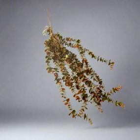 Kaleido Rooted Vine decorative home ornament