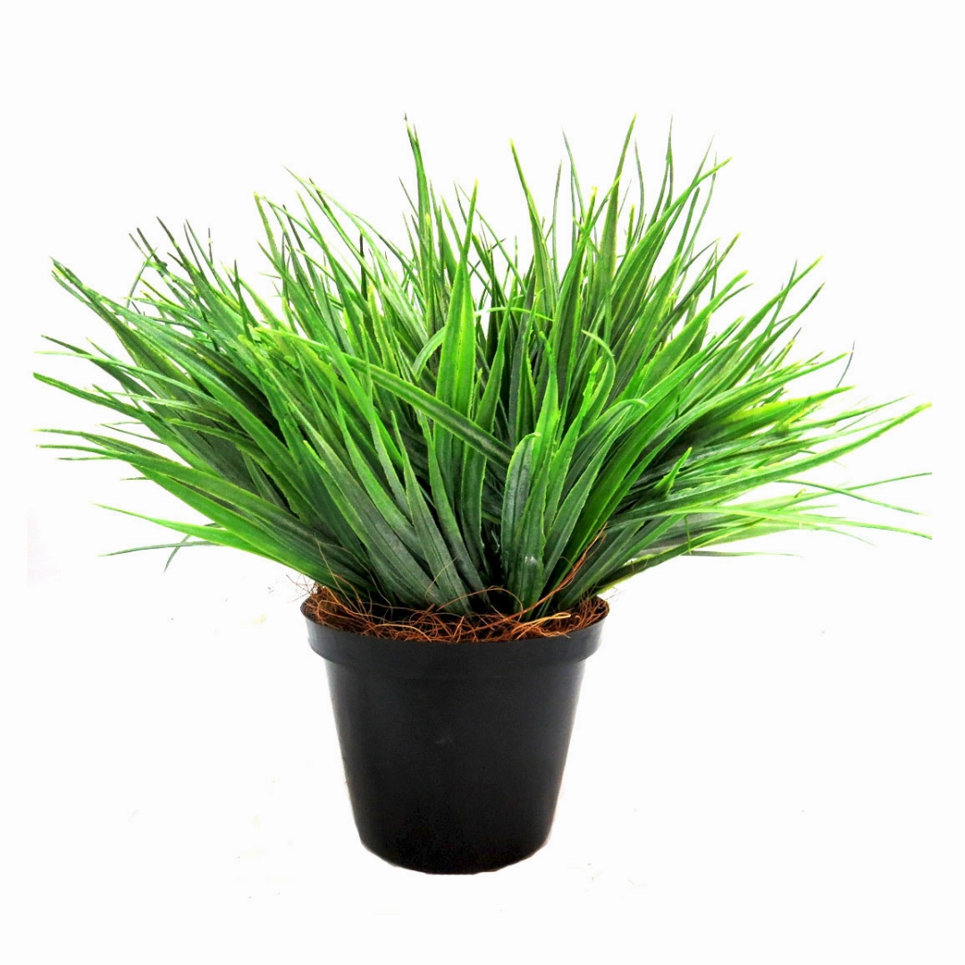 Large Hedgehog Plant Potted