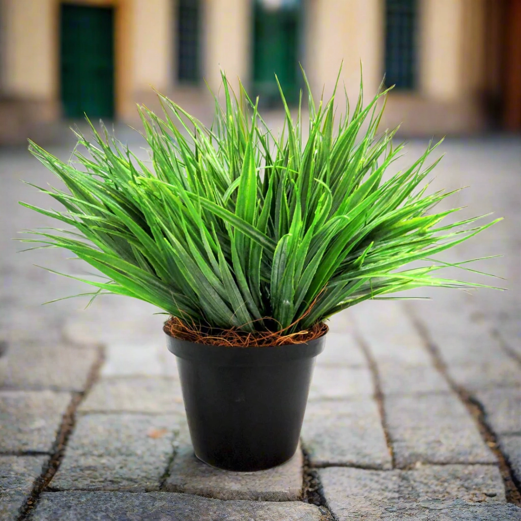 Large Hedgehog Plant Potted