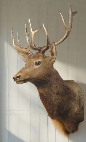 LARGE TAXIDERMY ELK MOUNT artistic wall mural