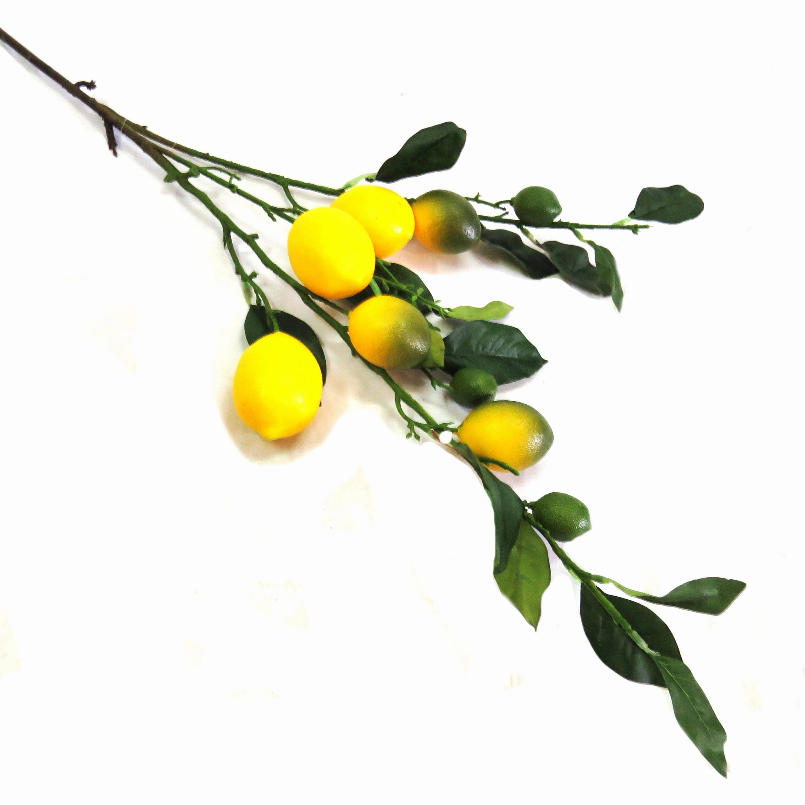 Lemon Branch