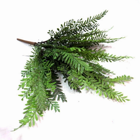 Longifolio Bush