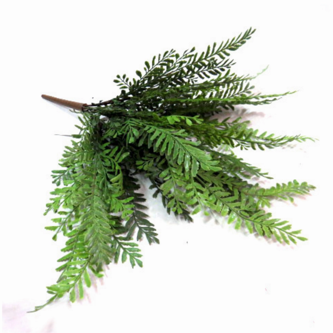 Longifolio Bush