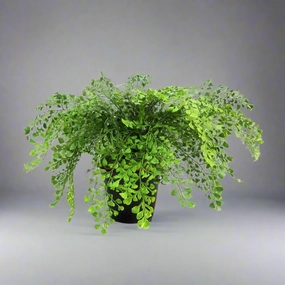 Maiden Fern Pot decorative home ornament