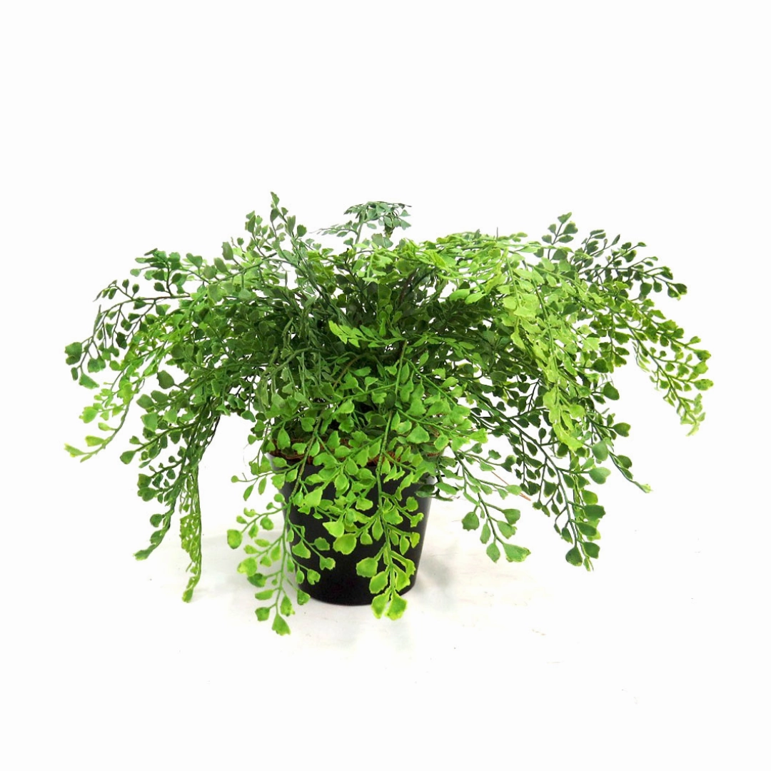 Maiden Fern Pot