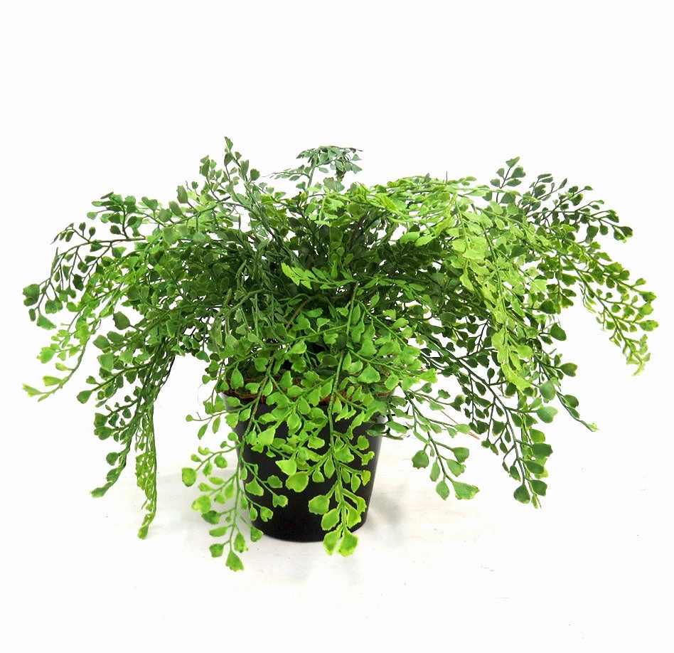Maiden Fern Pot