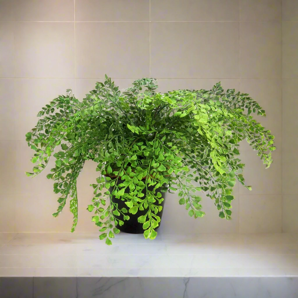 Maiden Fern Pot