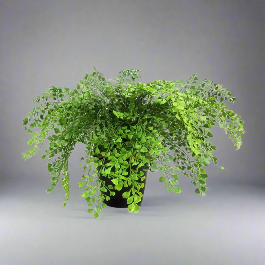 Maiden Fern Pot decorative home ornament