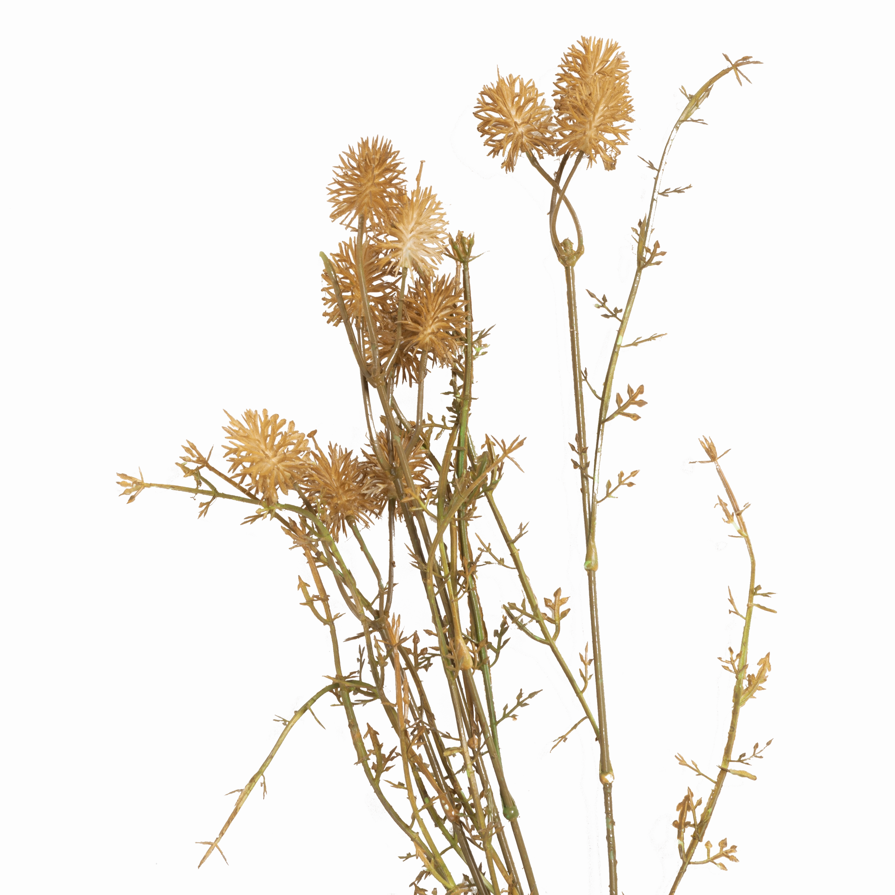 Meadow Pom Pom Stem
