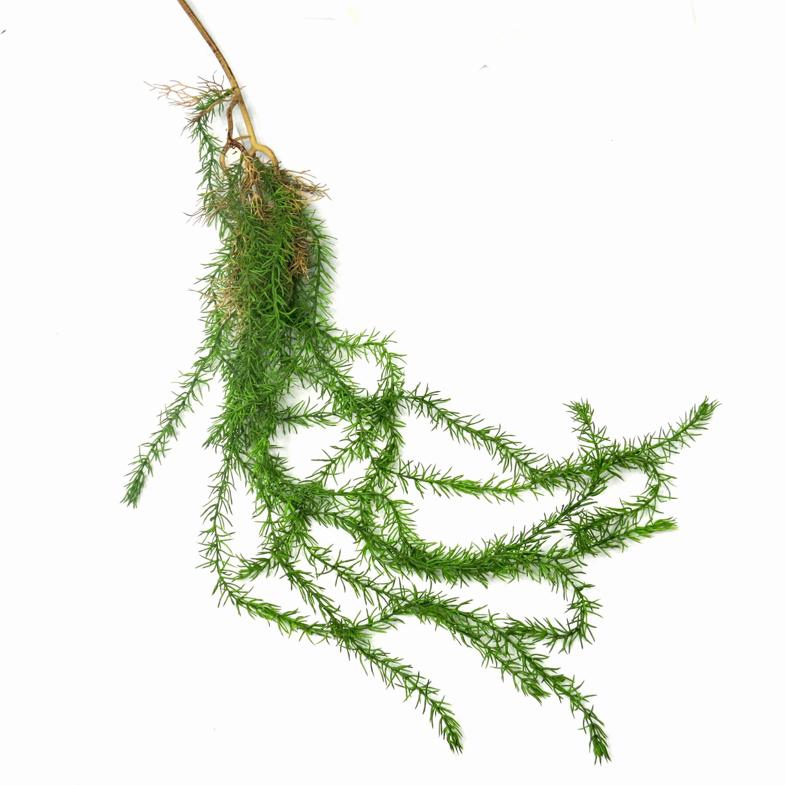 Monkeypuzzler Vine