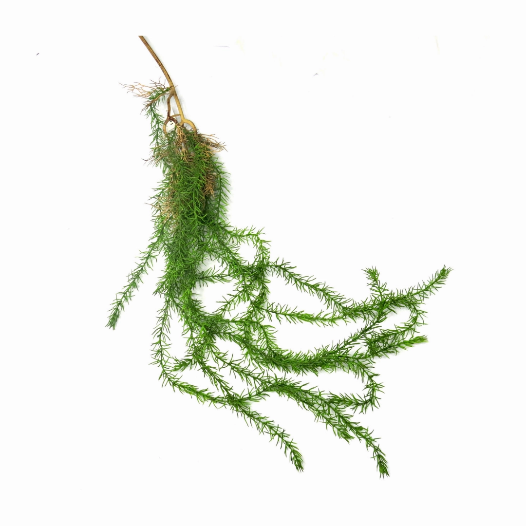 Monkeypuzzler Vine