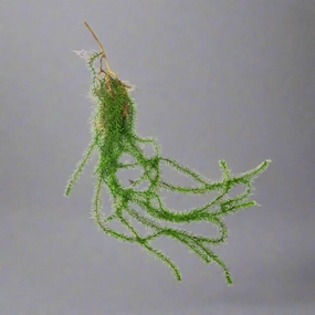 Monkeypuzzler Vine decorative home ornament
