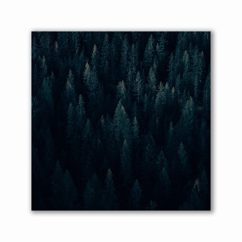 Moody Forest - Square by Philipp Pilz framed mural artwork