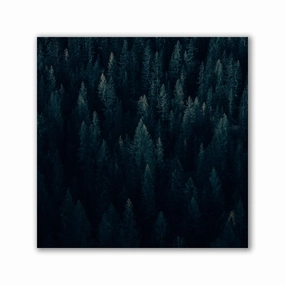 Moody Forest - Square by Philipp Pilz framed mural artwork