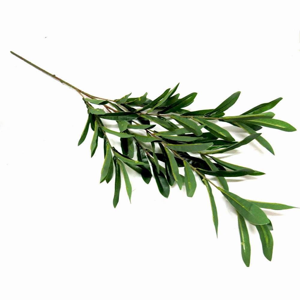 Olive Stem With Fruit