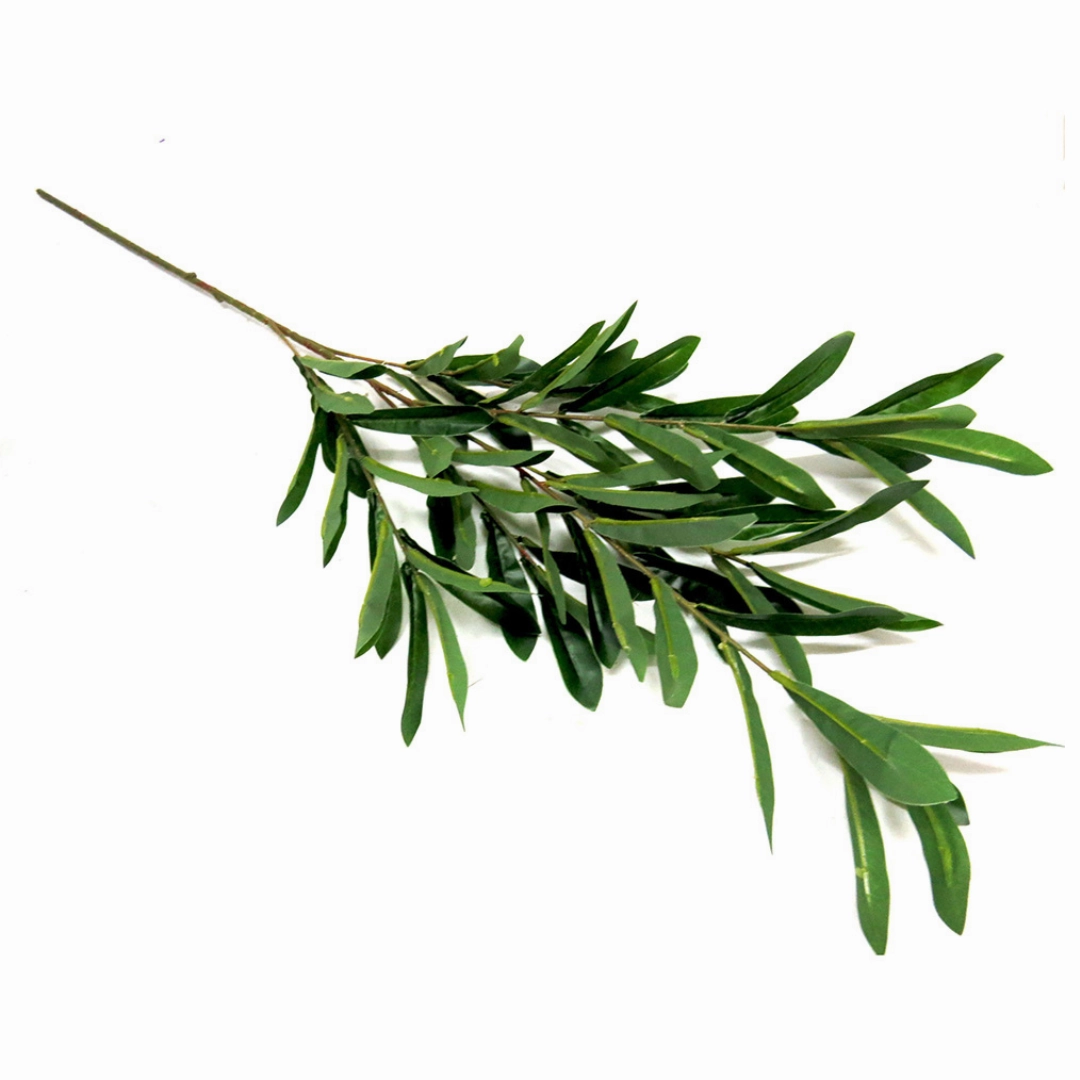Olive Stem With Fruit
