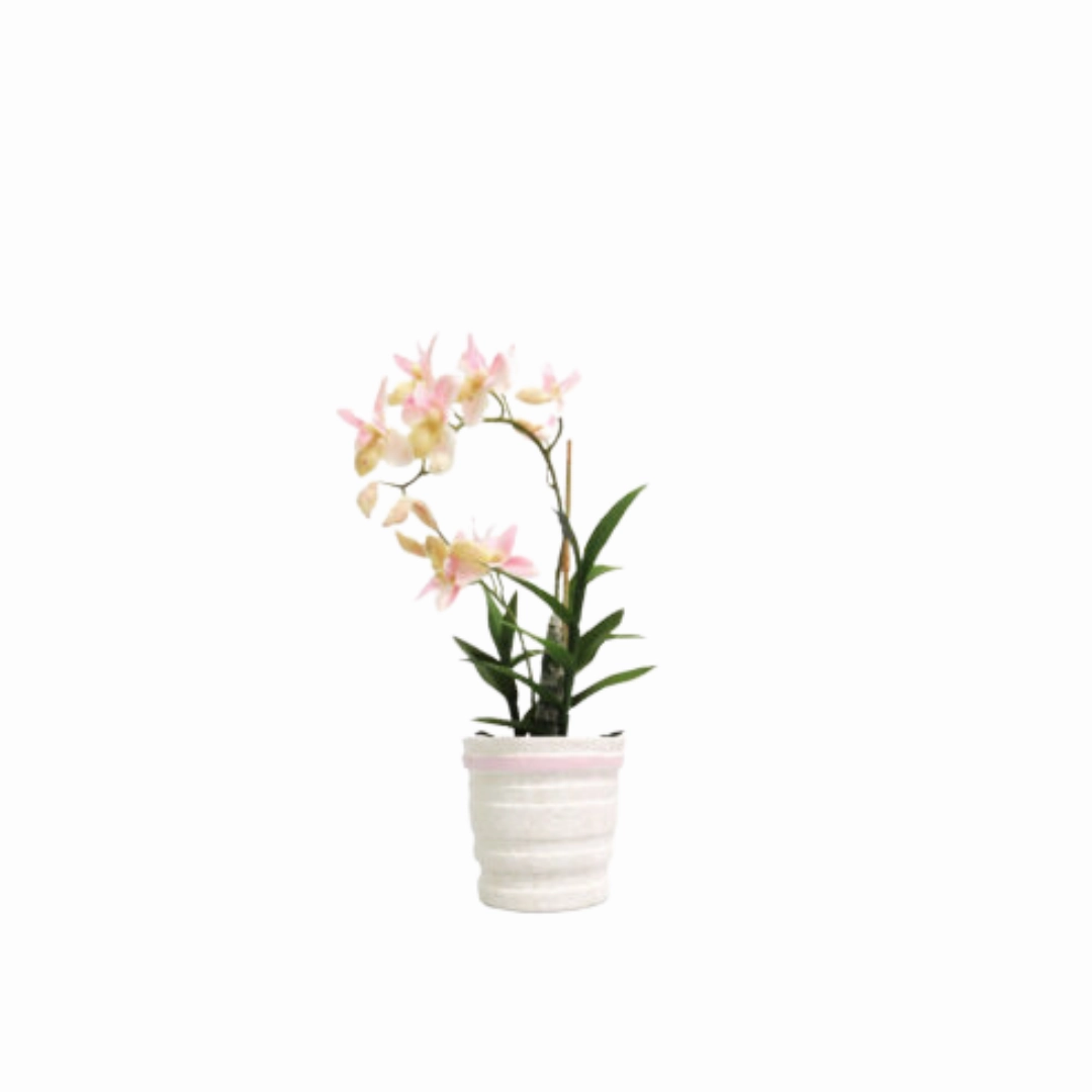 Ophrys orchid potted in ceramic pot