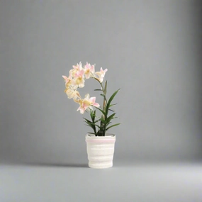 Ophrys orchid potted in ceramic pot decorative home ornament