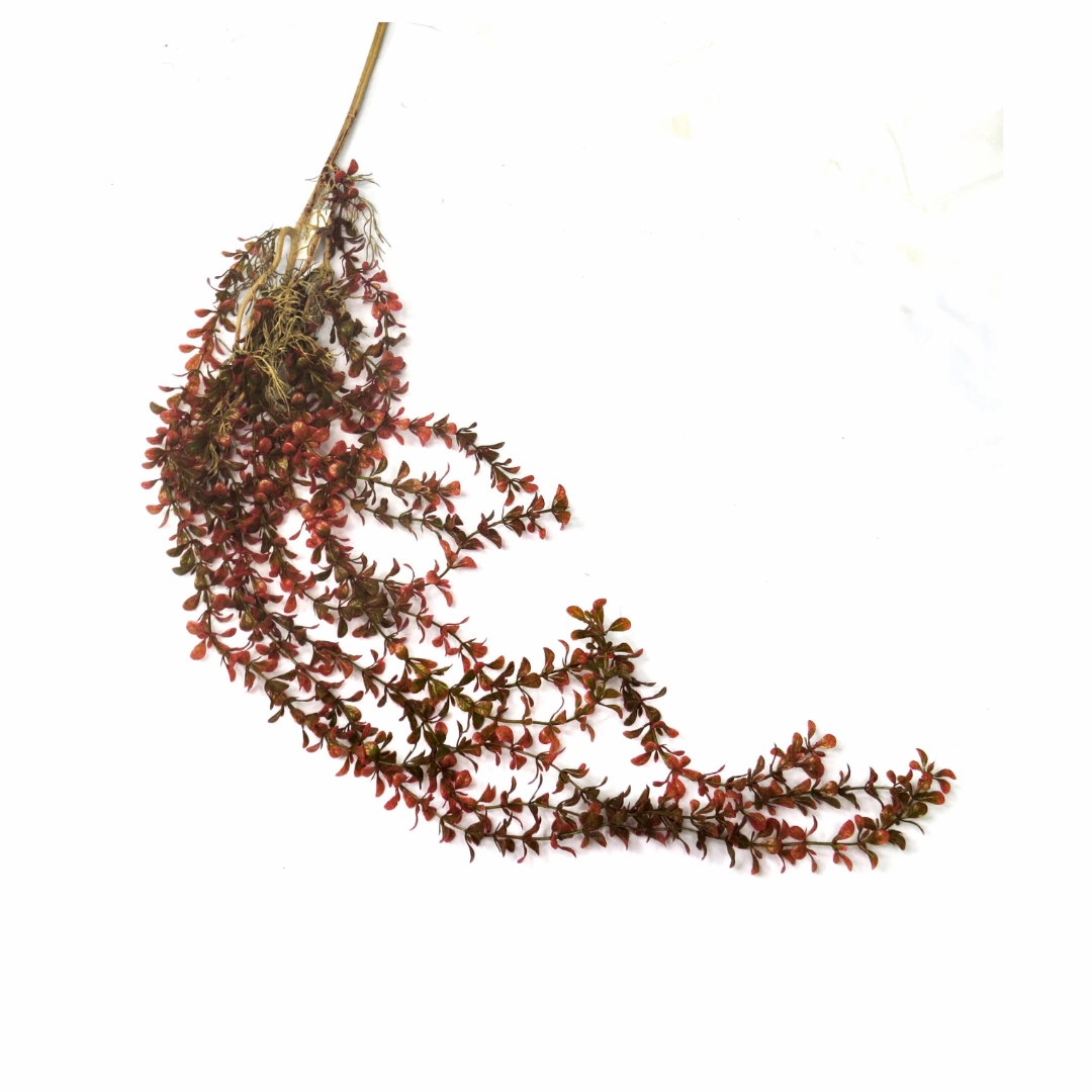 Painted Lady Vine