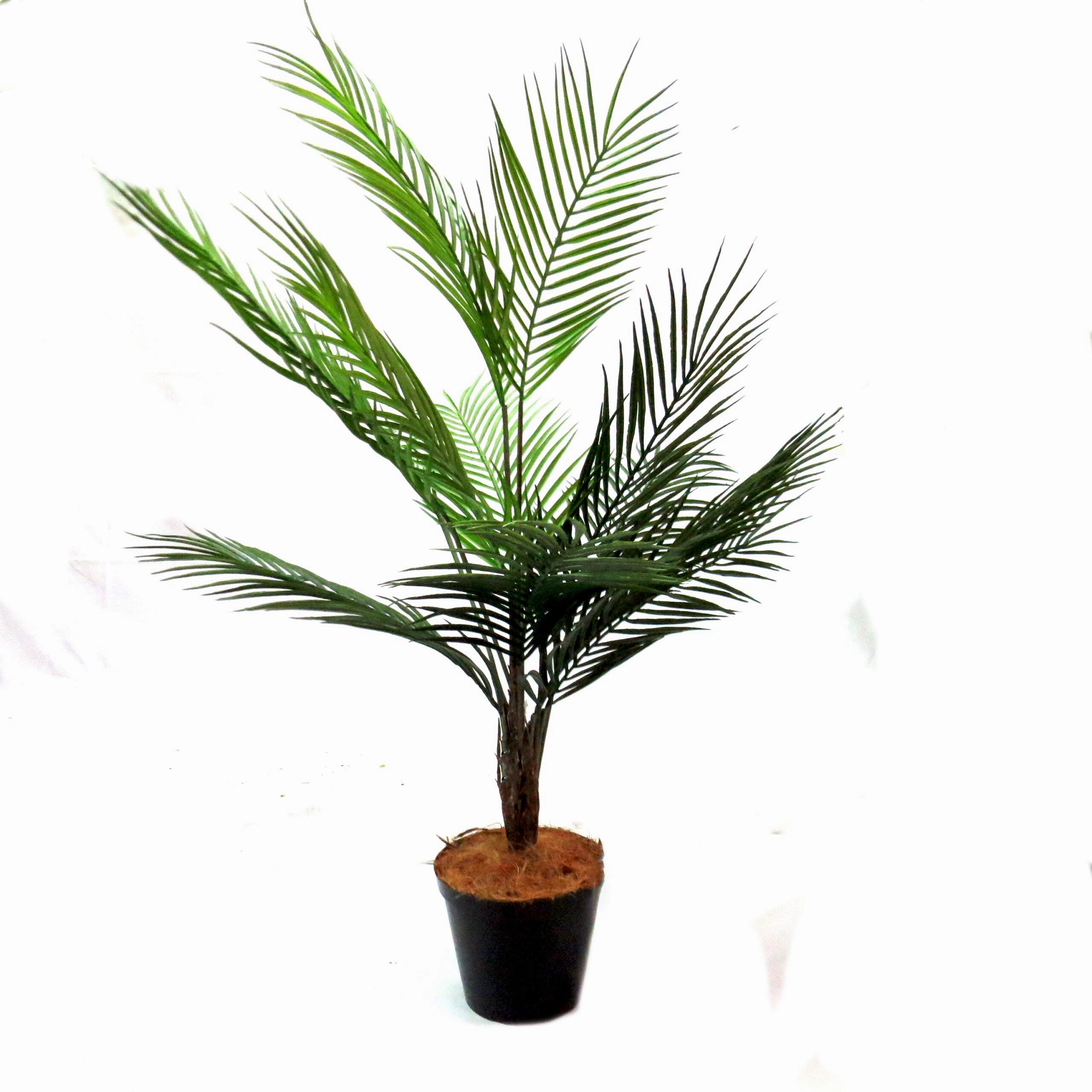 Palm Pinnaculata