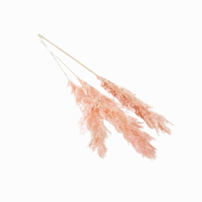 Pampas Grass minimalist art object  