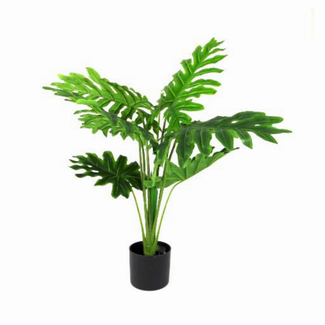 Philodendron Heartthrob