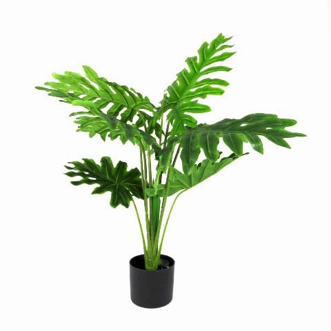 Philodendron Heartthrob