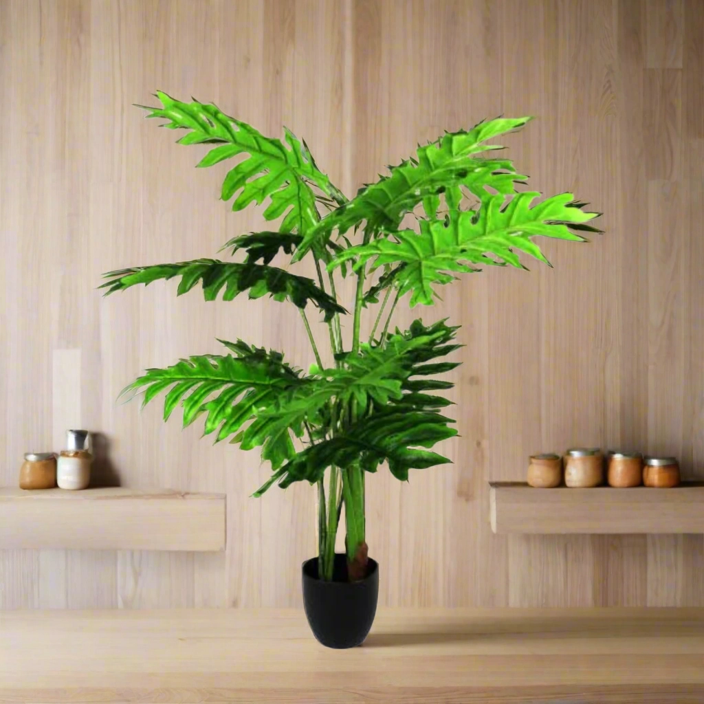 Philodendron Ibiza