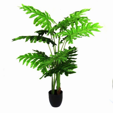 Philodendron Ibiza