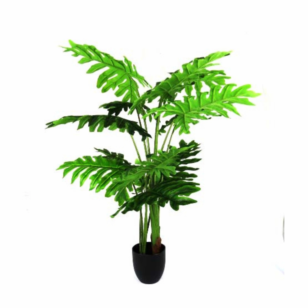 Philodendron Ibiza