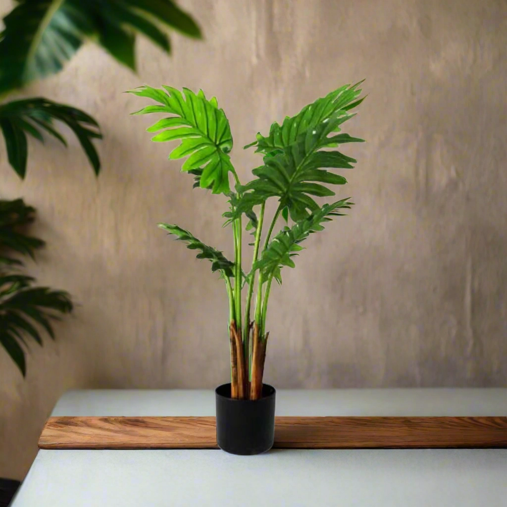 Philodendron Maywood