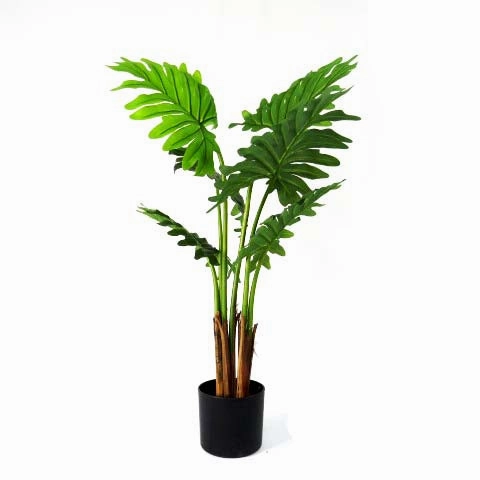 Philodendron Maywood