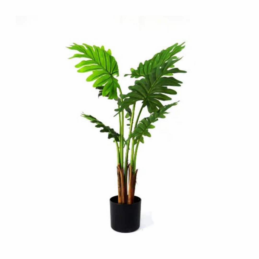 Philodendron Maywood