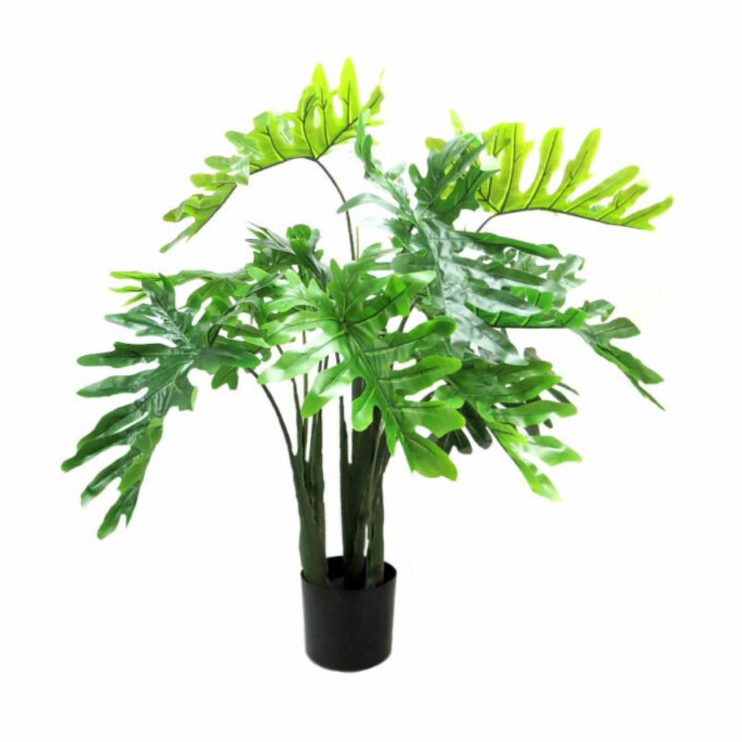 Philodendron Potted