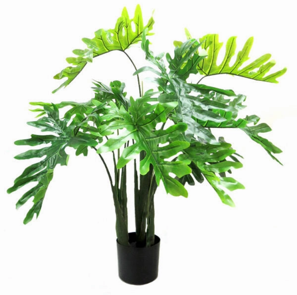 Philodendron Potted
