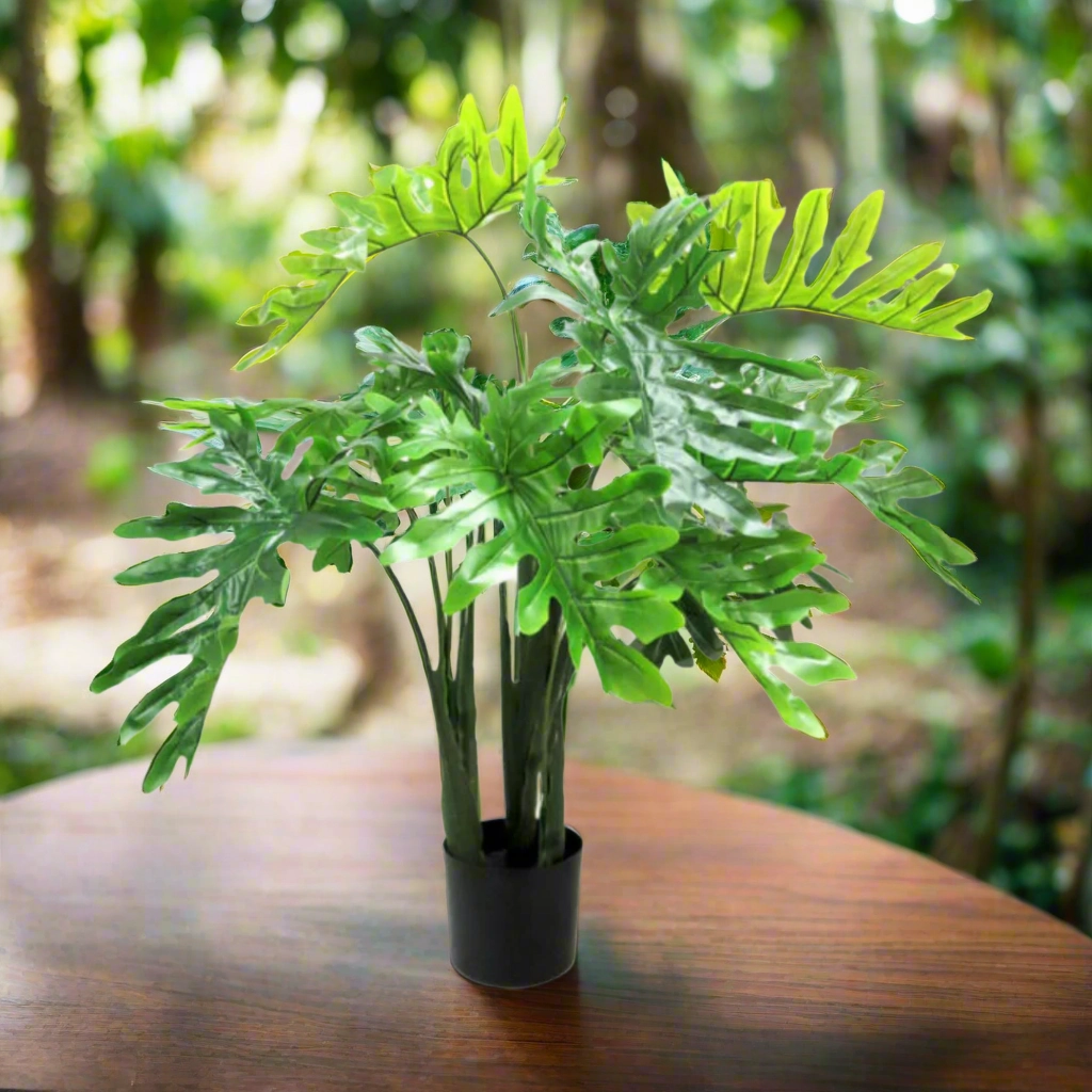 Philodendron Potted