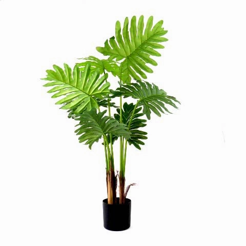 Philodendron Speciality