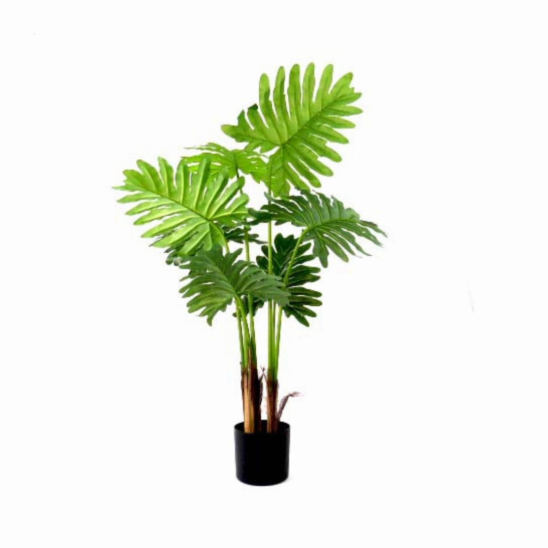 Philodendron Speciality