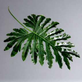 Philodenron Leaf decorative home ornament