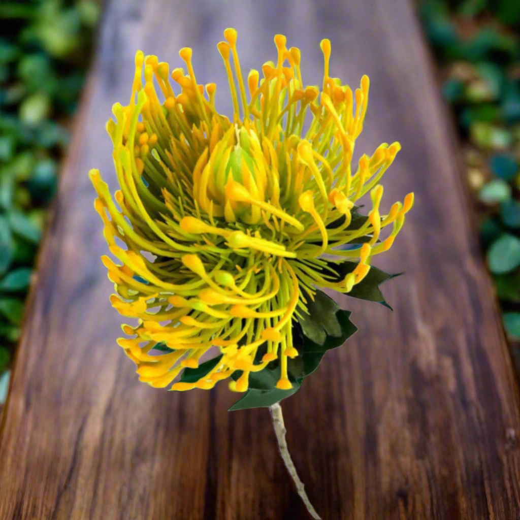 Pincushion Sunlight