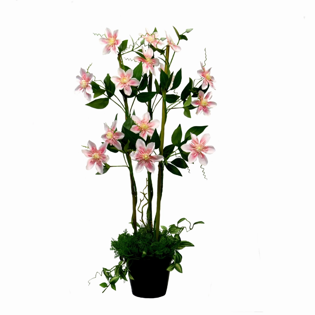 Pink Clematis Perfection