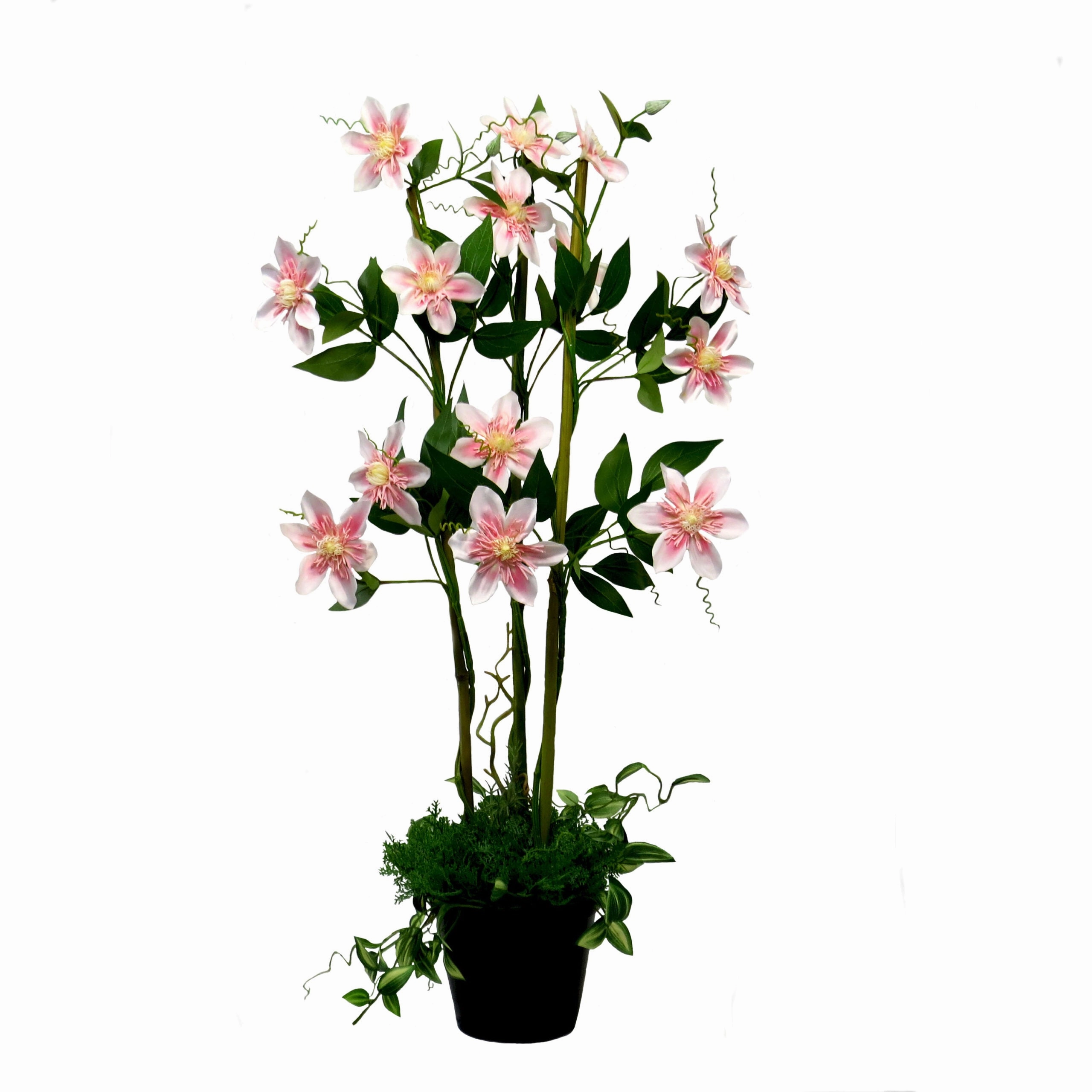 Pink Clematis Perfection