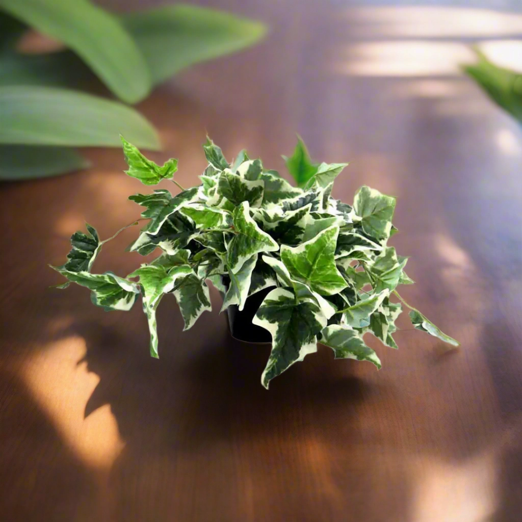Pippa's Ivy Variegata