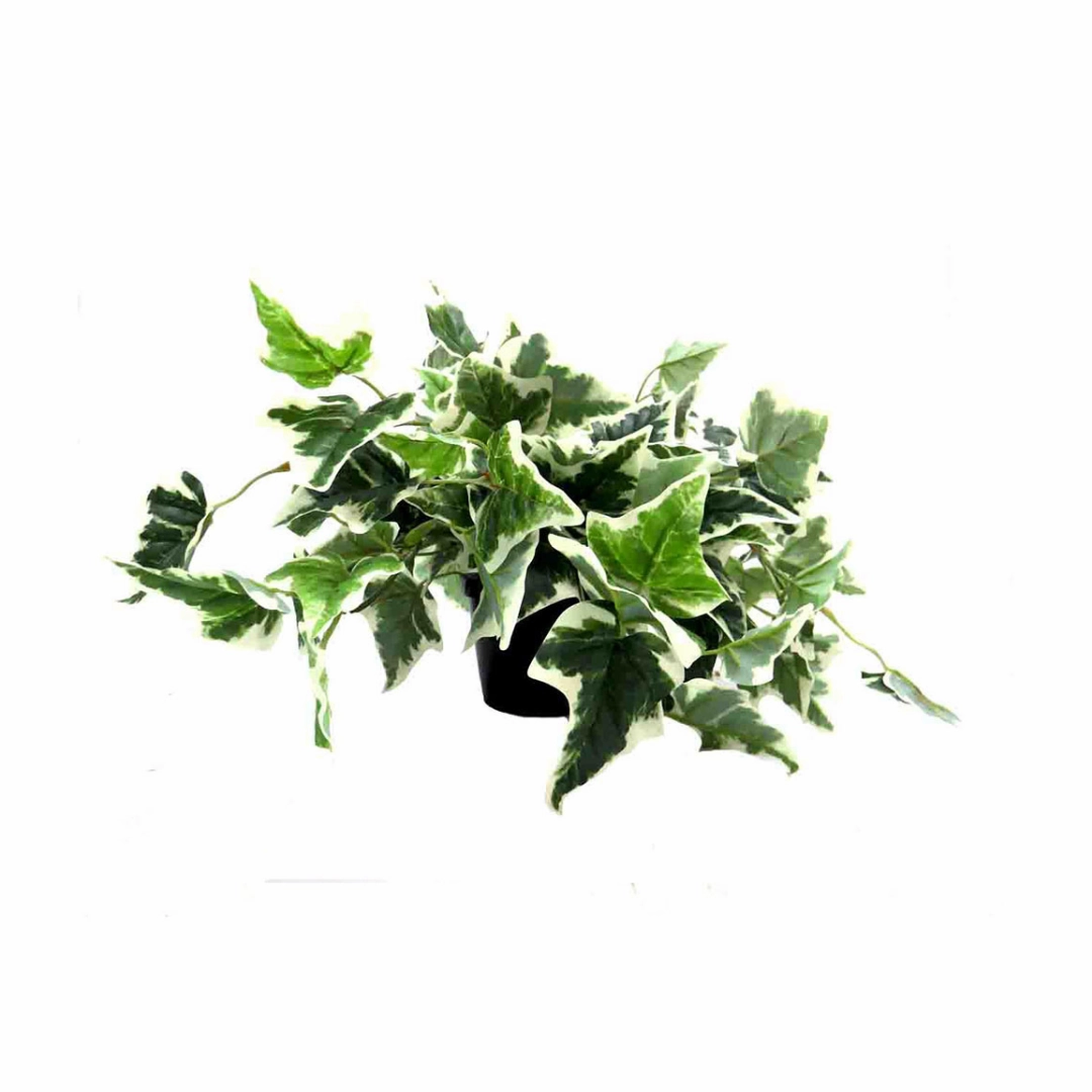 Pippa's Ivy Variegata