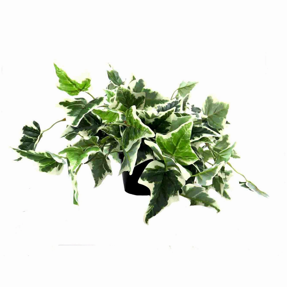 Pippa's Ivy Variegata