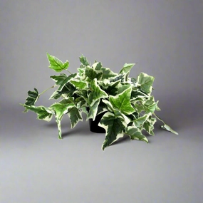 Pippa's Ivy Variegata decorative home ornament