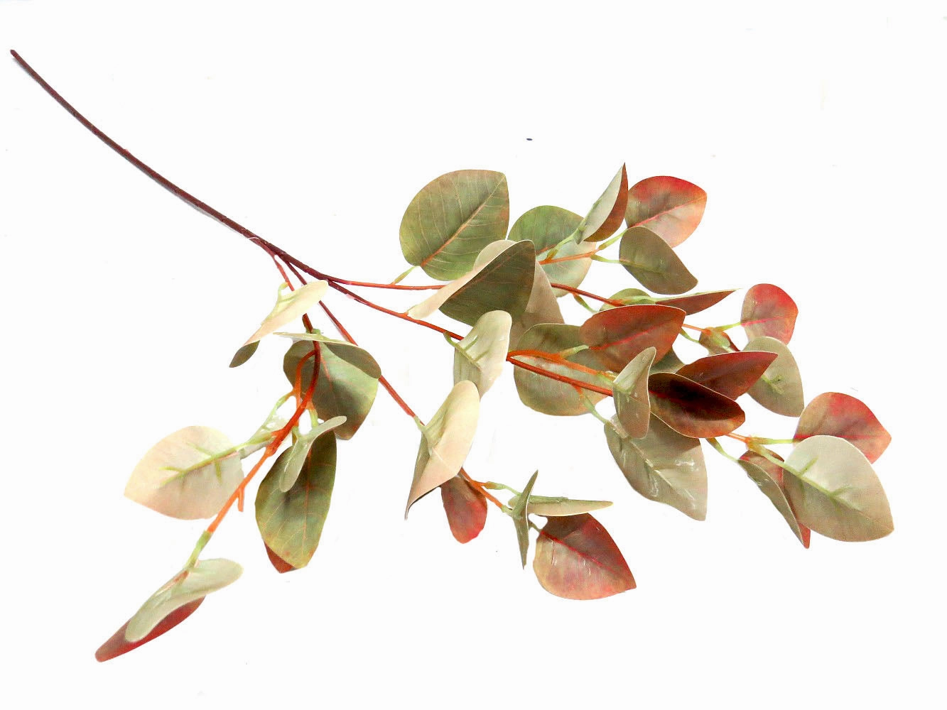 Pomegranate Leaf
