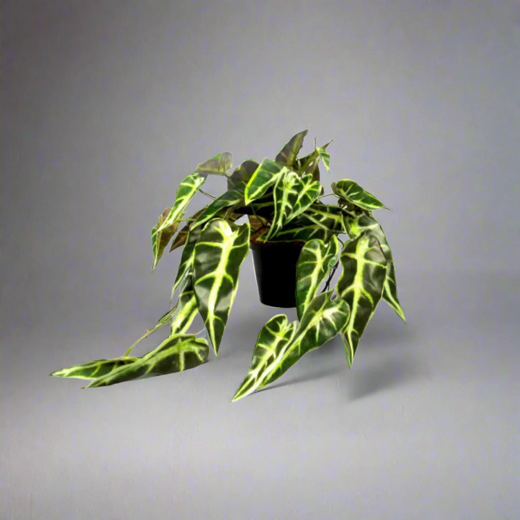 Potted Alocasia Plant decorative home ornament