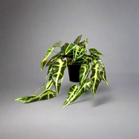 Potted Alocasia Plant decorative home ornament